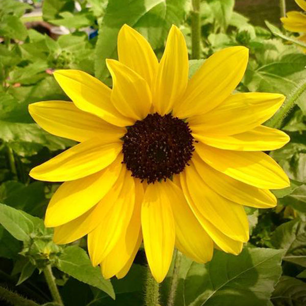 Yellow Rose Sunflower Seeds, 2g