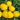 652 Teralu Yellow Tomato, 5 Seeds