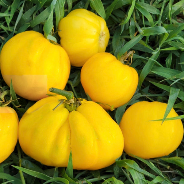 652 Teralu Yellow Tomato, 5 Seeds