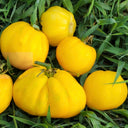 652 Teralu Yellow Tomato, 5 Seeds