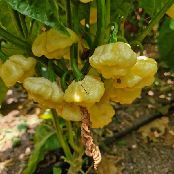 KS Lemon Starrburst Pepper, 5 Seeds