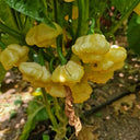 KS Lemon Starrburst Pepper, 5 Seeds
