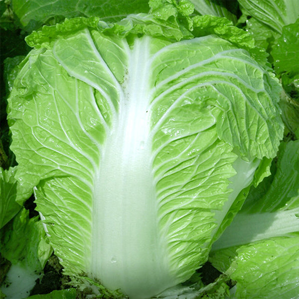 Early-maturing No.5 Chinese Cabbage Seeds, 5 × 5g Bags