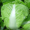Early-maturing No.5 Chinese Cabbage Seeds, 5 × 5g Bags