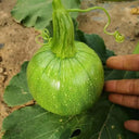 ‘Yichuanling’ Pumpkin Seeds, 20 Seeds