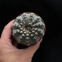 Gymnocalycium quehlianum 'White Spines', 3-4cm