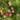 Pink Cypress Vine, 5 Seeds