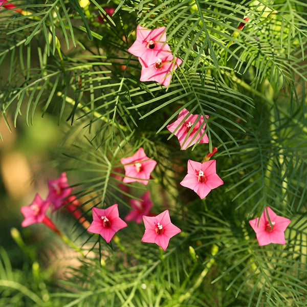 Pink Cypress Vine, 5 Seeds