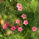 Pink Cypress Vine, 5 Seeds