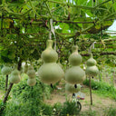 Large Wine Gourd, 10 Seeds