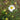 German Chamomile, 5000 Seeds