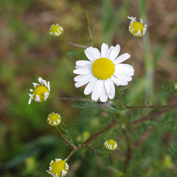 German Chamomile, 5000 Seeds
