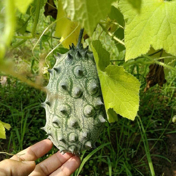 Kiwano Melon Seeds, 50 Seeds