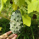 Kiwano Melon Seeds, 50 Seeds