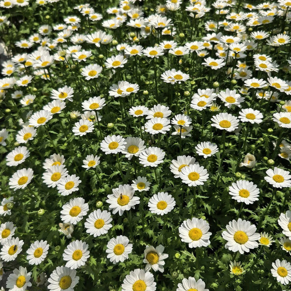White Crystal Daisy Seeds, 1 Gram ≈ 1600 Seeds