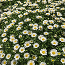 White Crystal Daisy Seeds, 1 Gram ≈ 1600 Seeds