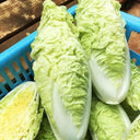 Jinsi White No. 1 Pak Choi Seeds, 10g