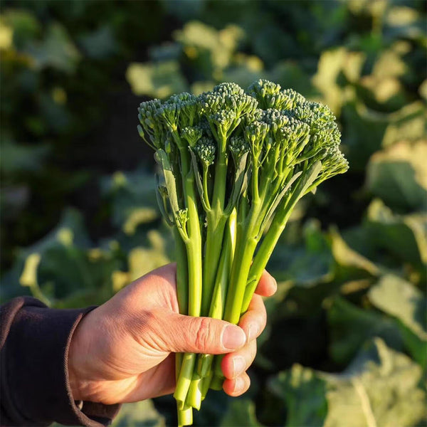 Qinghuatai No.1 Broccolini Seeds, 1000 Seeds