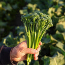 Qinghuatai No.1 Broccolini Seeds, 1000 Seeds