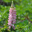 Pink Lupin, 100 Seeds