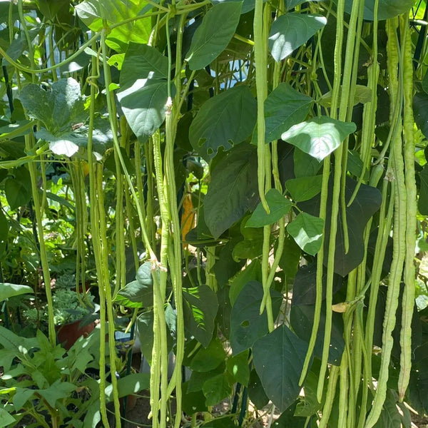 Heimei No. 1 Cowpea, 2 x (10 grams ≈ 70~80 seeds)