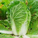 'Jiaoyan Qiubao' Chinese Cabbage Seeds, 10g
