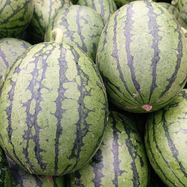 Zaochun Hongyu Watermelon Seeds, 20 Seeds