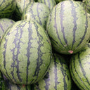 Zaochun Hongyu Watermelon Seeds, 20 Seeds