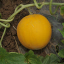 Jinxiangyu Muskmelon Seeds, 50 Seeds