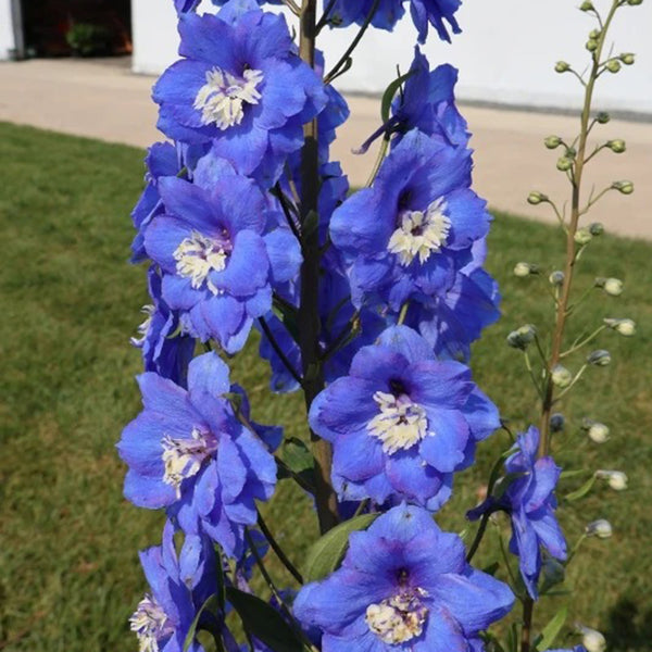 Blue Grandiflora Delphinium, 200 Seeds
