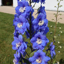 Blue Grandiflora Delphinium, 200 Seeds
