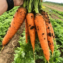 'Huangjian No.1' Carrot Seeds, 10g