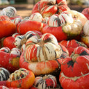 Hezhichun Turk's Turban Pumpkin, 10 Seeds