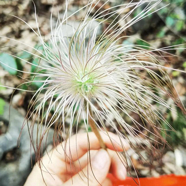 Pulsatilla chinensis Seeds, 20 Seeds