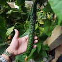 'Holland Spring-Autumn Shiny Pioneer' F1 Cucumber Seeds, 25g