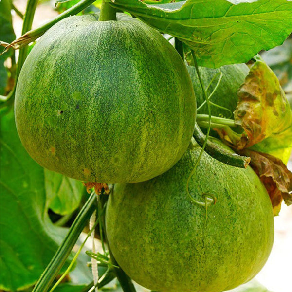 Huajun Emerald Sweet Melon Seeds, 50 Seeds