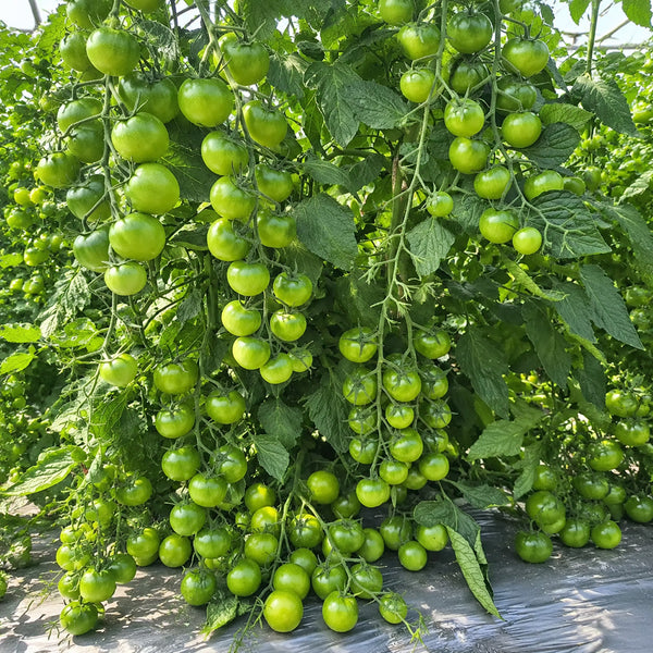 125 Gobstopper Tomato, 5 Seeds