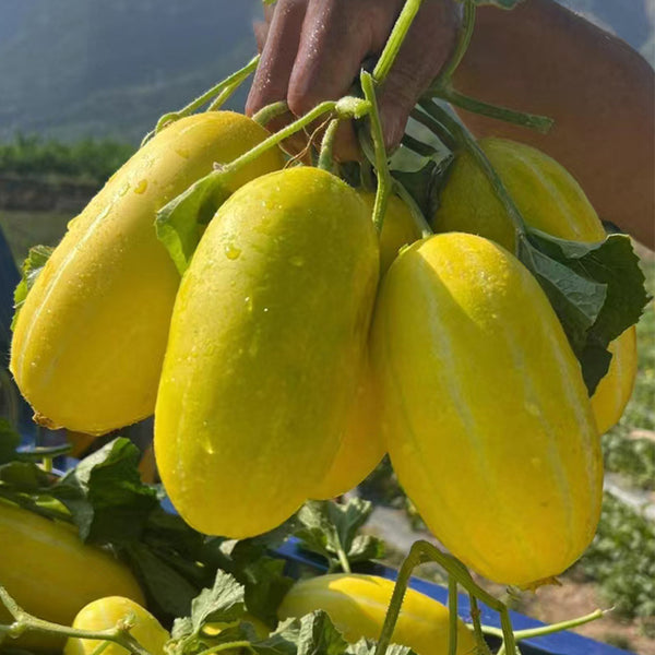 Golden Honey Melon Seeds, ~100 Seeds