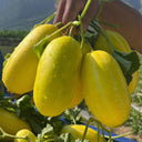 Golden Honey Melon Seeds, ~100 Seeds