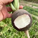 Black Skin Cherry Radish Seeds, 2g