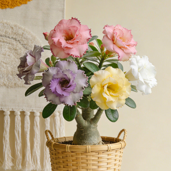 Desert Rose Mixed Colors, 20 Seeds