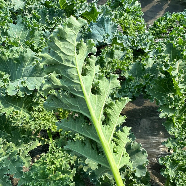 Curly Kale Seeds, 200 Seeds