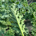 Curly Kale Seeds, 200 Seeds