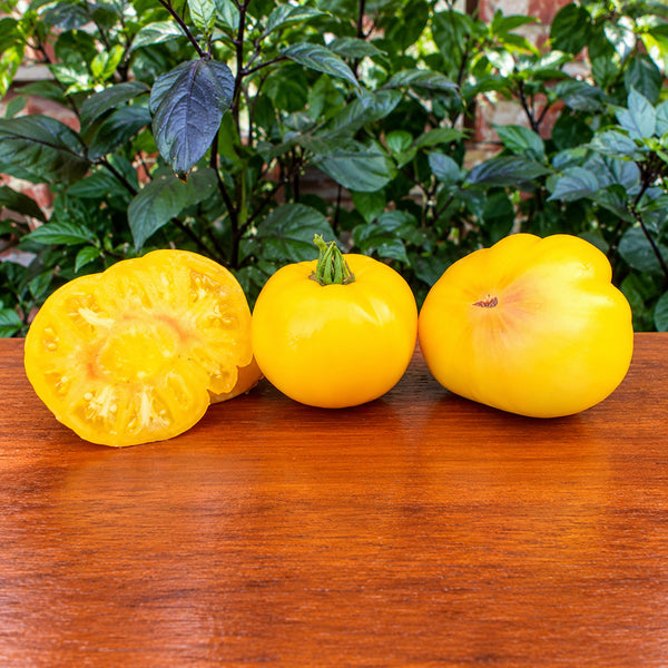 324 Minusinsk Mango Tomato, 5 Seeds