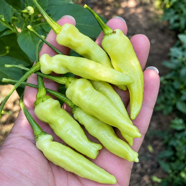 W1361 Extra-Hot Chinese Pickling Pepper, 50 Seeds