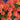Oxalis obtusa Series Bulb - 'Ceres Salmon', 10 Bulbs