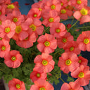 Oxalis obtusa Series Bulb - 'Ceres Salmon', 10 Bulbs