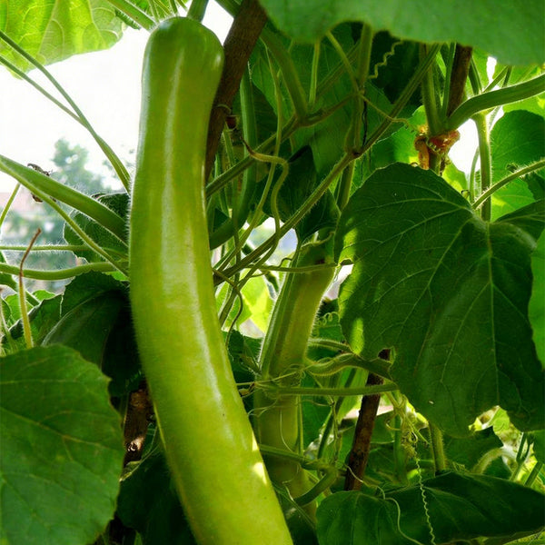 'Zhepu No.6' Bottle Gourd Seeds, 10g