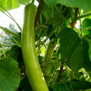 'Zhepu No.6' Bottle Gourd Seeds, 10g