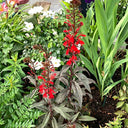 'Queen Victoria' Cardinal Flower, 10 Pelleted Seeds
